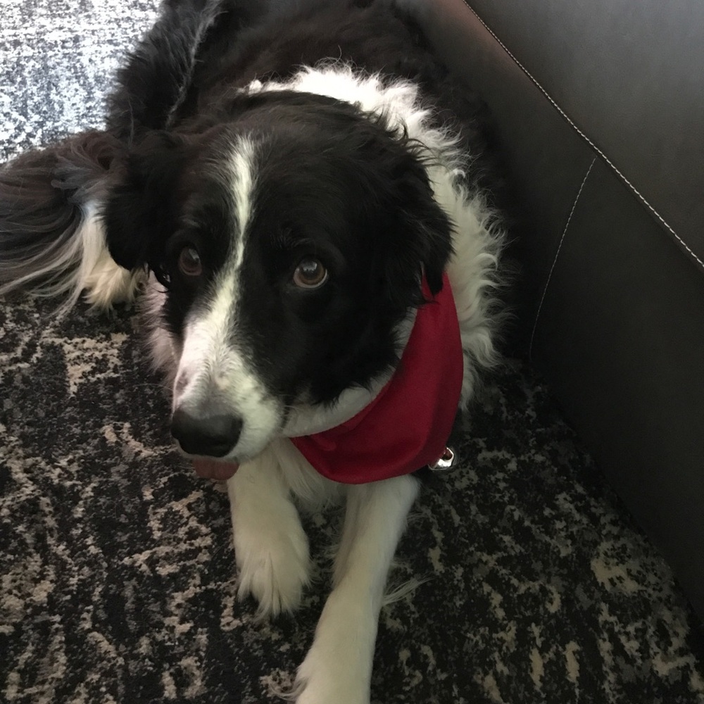 Meet your Posher, Janice